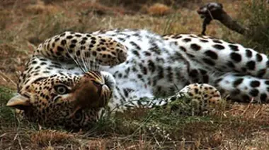 Le léopard : un chasseur traqué