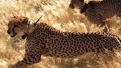 Visuel de La fin des grands fauves