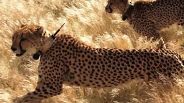 Le guépard : courir pour survivre