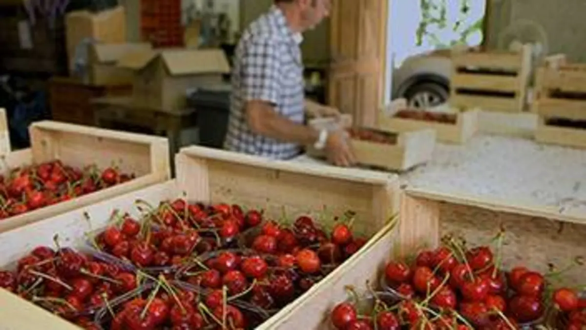 La fin du temps des cerises ?