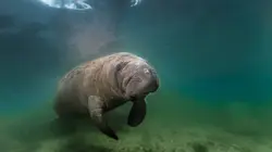 La Floride, un paradis fragile