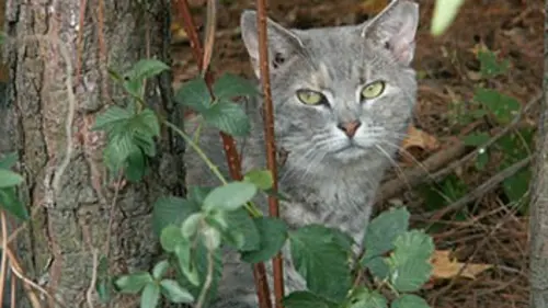 La folie des chats