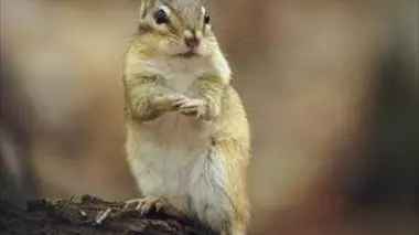 La folle famille des écureuils