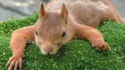 La folle famille des écureuils