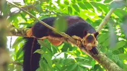 La folle famille des écureuils