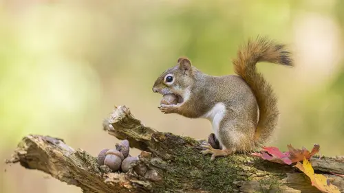 La folle famille des écureuils
