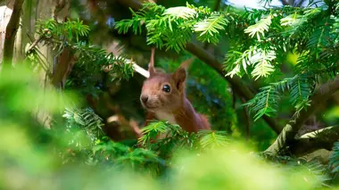 La folle famille des écureuils