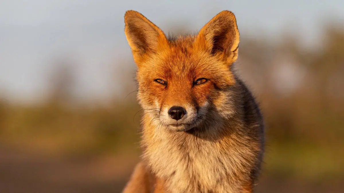 La force des canidés