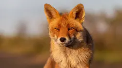 La force des canidés