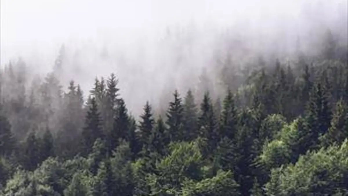 La forêt au rythme des saisons