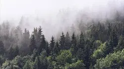 Visuel de La forêt au rythme des saisons