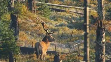 La forêt de Bavière : un joyau au coeur de l'Europe
