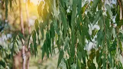 La forêt de parfums