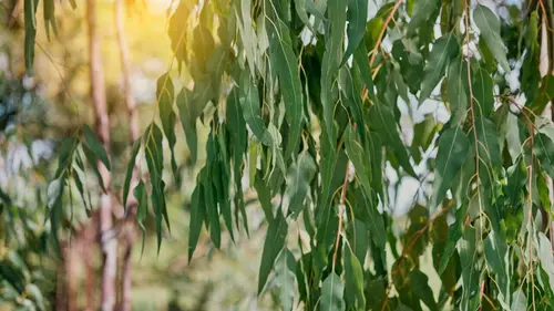 La forêt de parfums