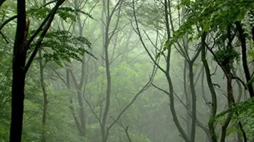 La forêt de Sissi