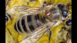 La forêt des abeilles sauvages