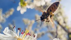 La forêt des abeilles sauvages