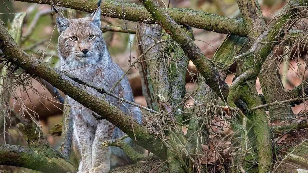 La forêt des félins : Chats sauvages et lynx du Harz E01