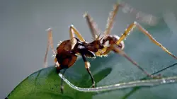 La forêt des fourmis