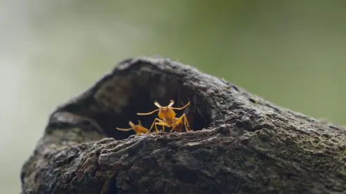 La forêt des fourmis