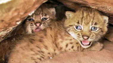 La forêt des lynx