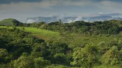 La forêt des ombres