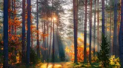 La forêt des quatre saisons