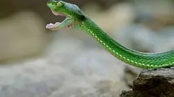 La forêt merveilleuse du Cambodge