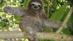 Visuel de La forêt oubliée