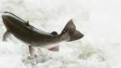 La forêt pluviale du grand ours
