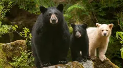 La forêt pluviale du grand ours