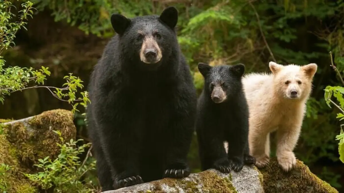 La forêt pluviale du grand ours