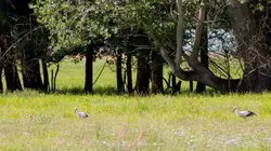 Visuel de La forêt secrète de la Spree