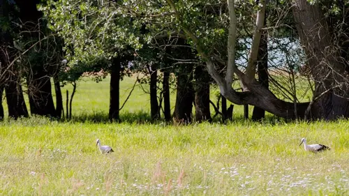 La forêt secrète de la Spree
