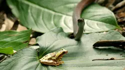 La forêt tropicale sèche du Costa Rica