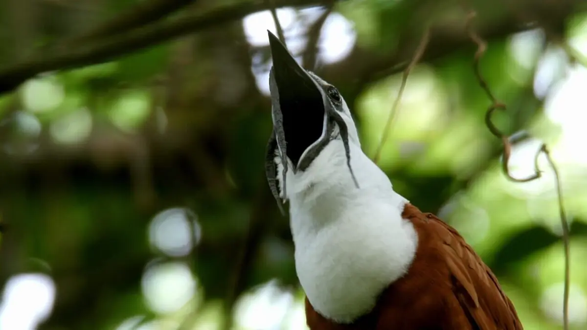 La forêt tropicale sèche du Costa Rica