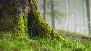 La forêt, un mythe allemand
