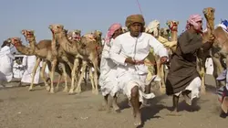 Visuel de La fortune du chameau de course