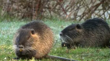 La Brenne, le pays aux mille étangs