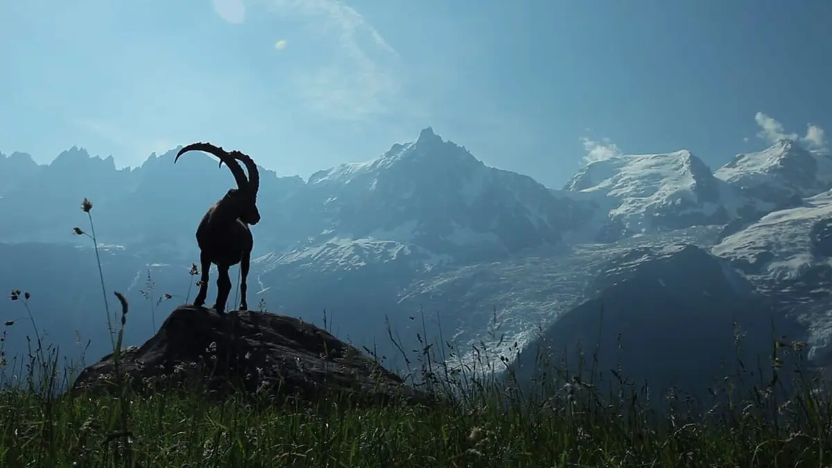 La France sauvage Les Alpes, les sommets de l'extrême