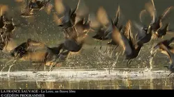 La France sauvage  La Loire, un fleuve libre