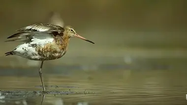 La France sauvage Le littoral nord, le paradis des oiseaux