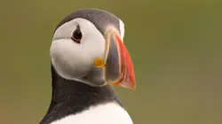 La grande aventure des Mojicons