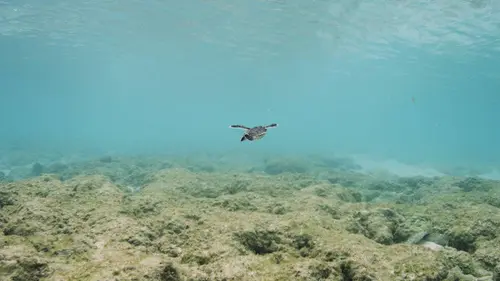Casting La Grande Barrière de corail : un trésor vivant