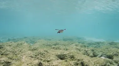 La Grande Barrière de corail : un trésor vivant La côte de corail