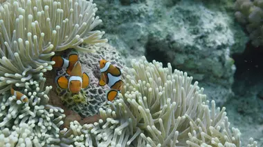 La Grande Barrière de corail : un trésor vivant La mer de corail
