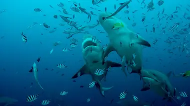La Grande Barrière de corail : un trésor vivant Les îles corail