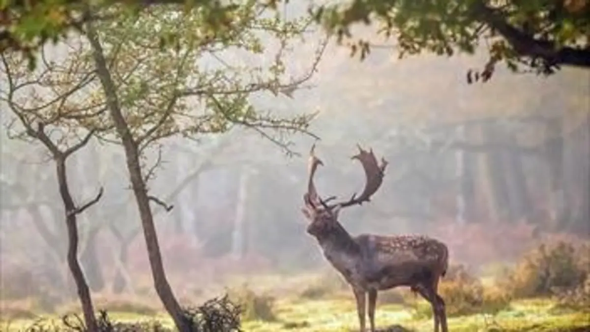 La Grande-Bretagne sauvage E02 Forêts