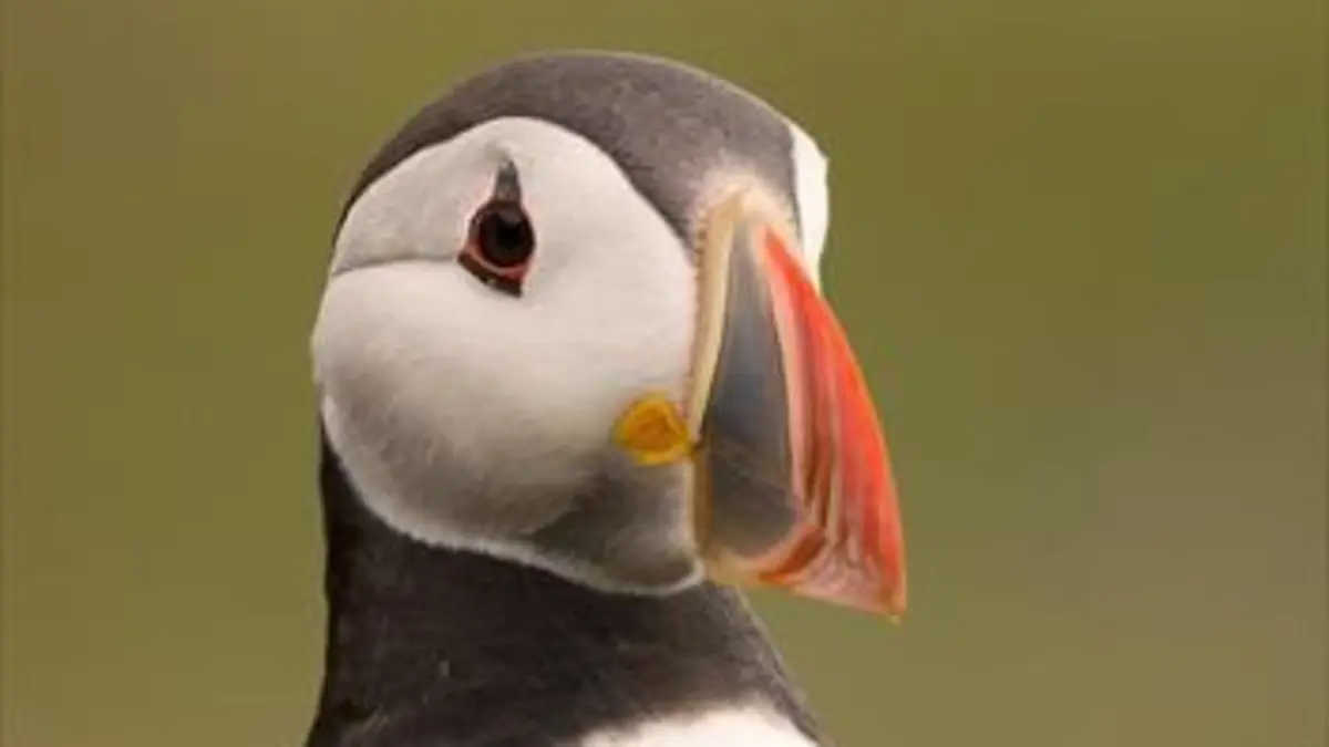 La Grande-Bretagne sauvage E04 Iles