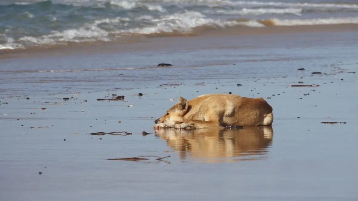 La grande famille des chiens